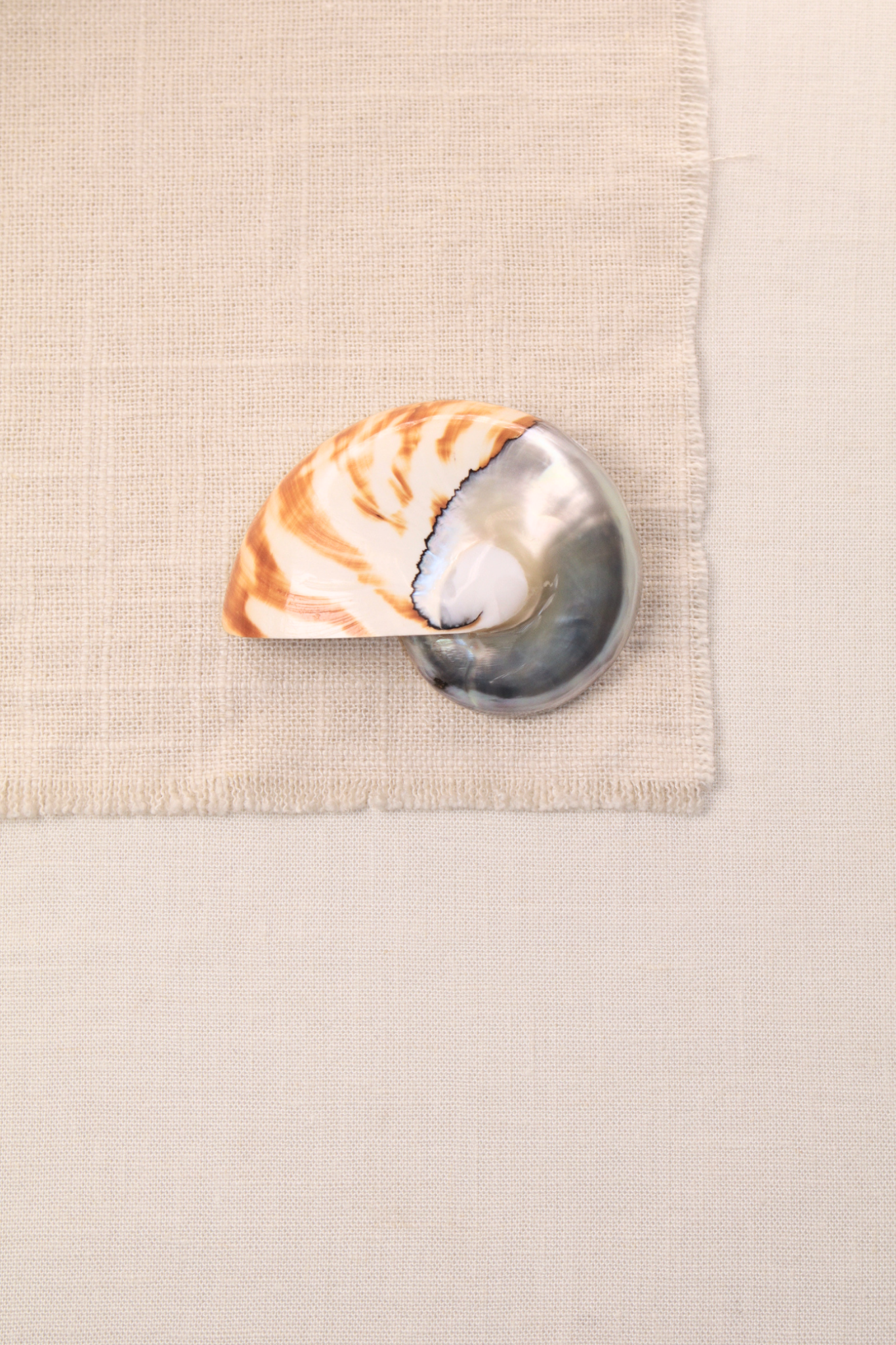 Nautilus Shell Large