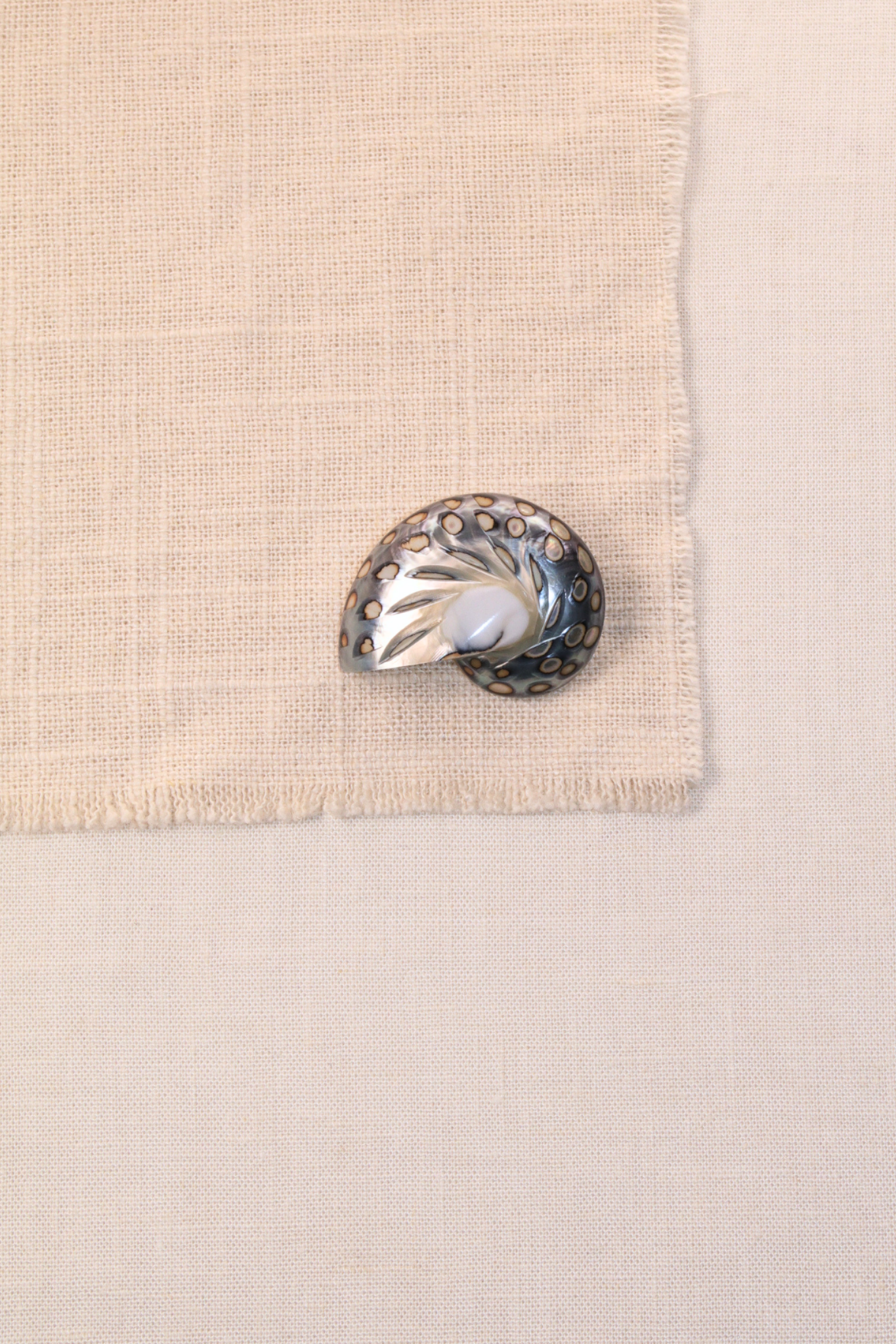 Nautilus Shell Small