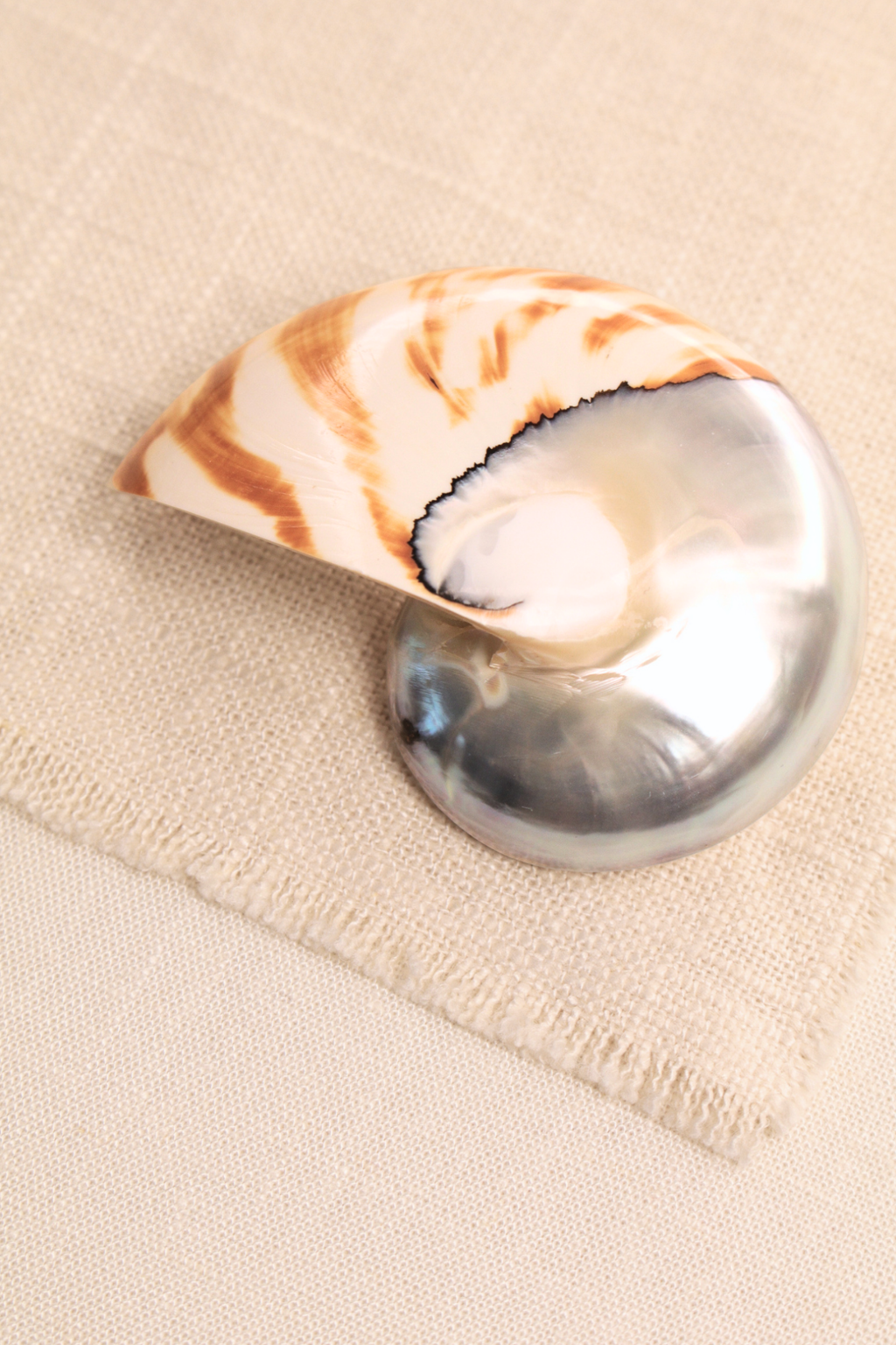 Nautilus Shell Large