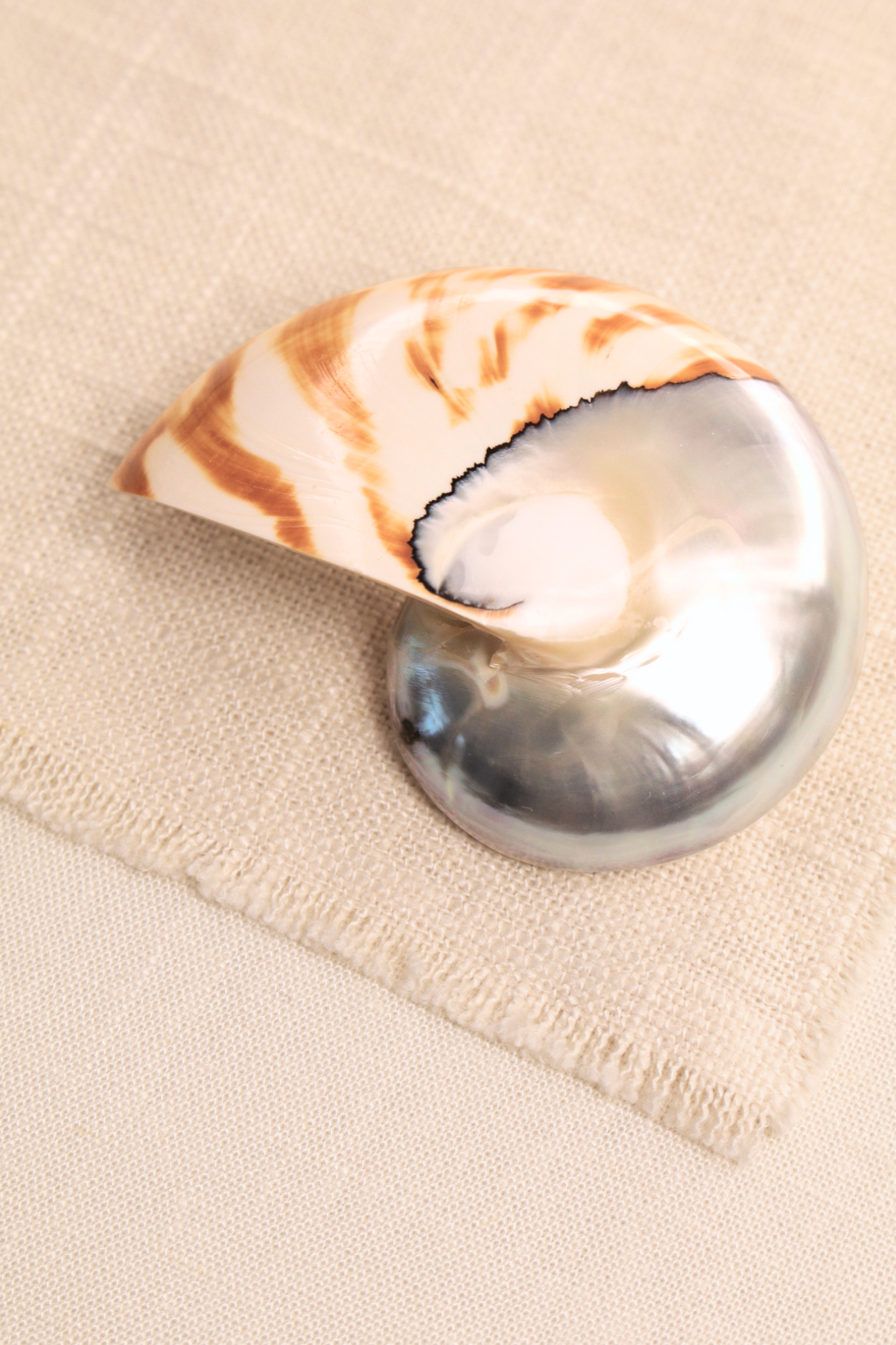 Nautilus Shell Large